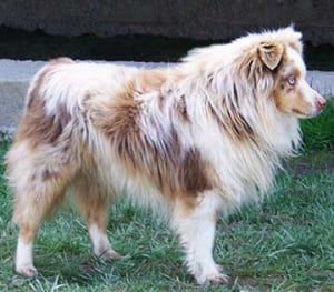 Toy Miniature Australian Shepherds Mini Red Merle Smokey Valley Boozer