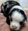 miniature aussie puppies for sale