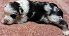 miniature aussie puppies for sale