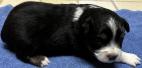 mini aussie puppies for sale 