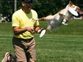 mini aussies fly