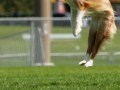 mini aussies fly