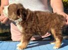 mini aussie breeders washington state