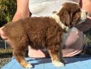 miniature australian  shepherd puppies