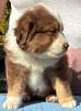 Mini aussie puppies for sale