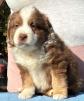 Mini aussie puppies for sale