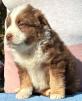 mini aussie breeders washington state