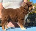 mini aussie puppies for sale