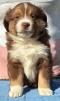 miniature australian shepherd breeder