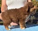 miniature australian shepherd breeder
