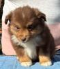 toy mini aussie puppies for sale