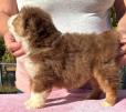 toy mini aussie puppies for sale