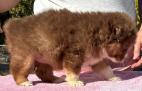 toy miniature australian shepherd breeder