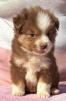 toy miniature australian shepherd puppies for sale