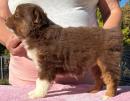 mini aussie breeders 