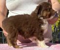 mini toy aussie breeders washington state