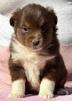 toy miniature australian shepherds