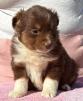 toy miniature australian shepherd puppies for sale