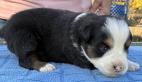 mini aussie breeder washington stste