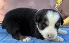 mini aussie breeders