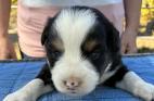 mini aussie puppies for sale