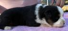 mini aussie breeder washington state