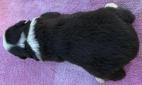 mini aussie puppies for sale washington state