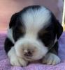mini aussie breeders washington state