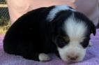 mini aussie breeder washington state