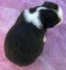 mini aussie puppies for sale washington state