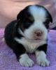 mini aussie breeders washington state