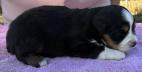 mini aussie puppies for sale washington state
