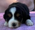 miniature australian shepherd breeder
