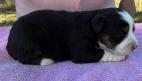 miniature  australian shepherd puppies for sale washington state