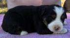 mini aussie breeders