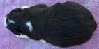 miniature  australian shepherd puppies for sale washington state