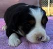 miniature  australian shepherd breeders washington state