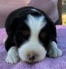 mini aussie breeder washington state