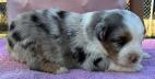 mini aussie Breeder washington state