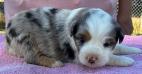 mini aussie puppies for sale washington state