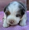 miniature  australian shepherd puppies for sale washington state