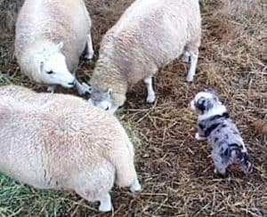 Mini aussie breeder puppies