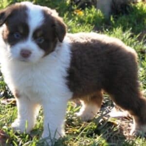 mini aussie breeder