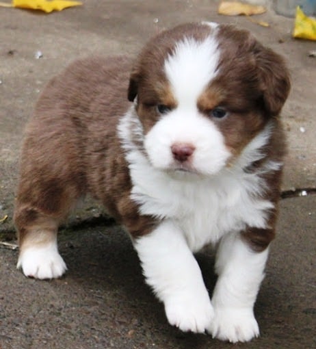 Smokey Valley Mini Aussie