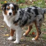 Washington, Breeder, Toy, Mini, Australian, Shepherds, Miniature, Aussie, Puppies, Shepherd, Puppy, for sale, Wa, Winlock, Toledo