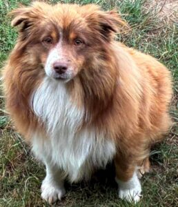 Miniature Australian Shepherd