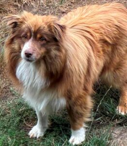 Miniature Australian Shepherd