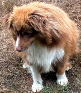 Miniature Australian Shepherd