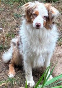 Mini Aussie Boys Smokey Valley Kennel