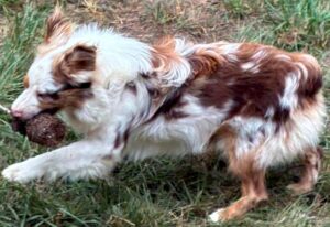 Mini Aussie Boys Smokey Valley Kennel